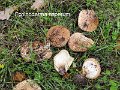 Echinoderma asperum-amf1163
